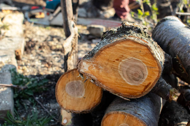 Best Storm Damage Tree Cleanup  in Mack, OH