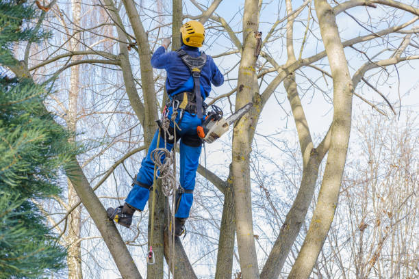 Mack, OH Tree Removal Services Company