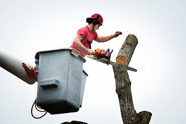 Seasonal Cleanup (Spring/Fall) in Mack, OH