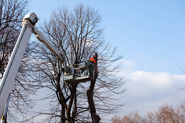 How Our Tree Care Process Works  in  Mack, OH